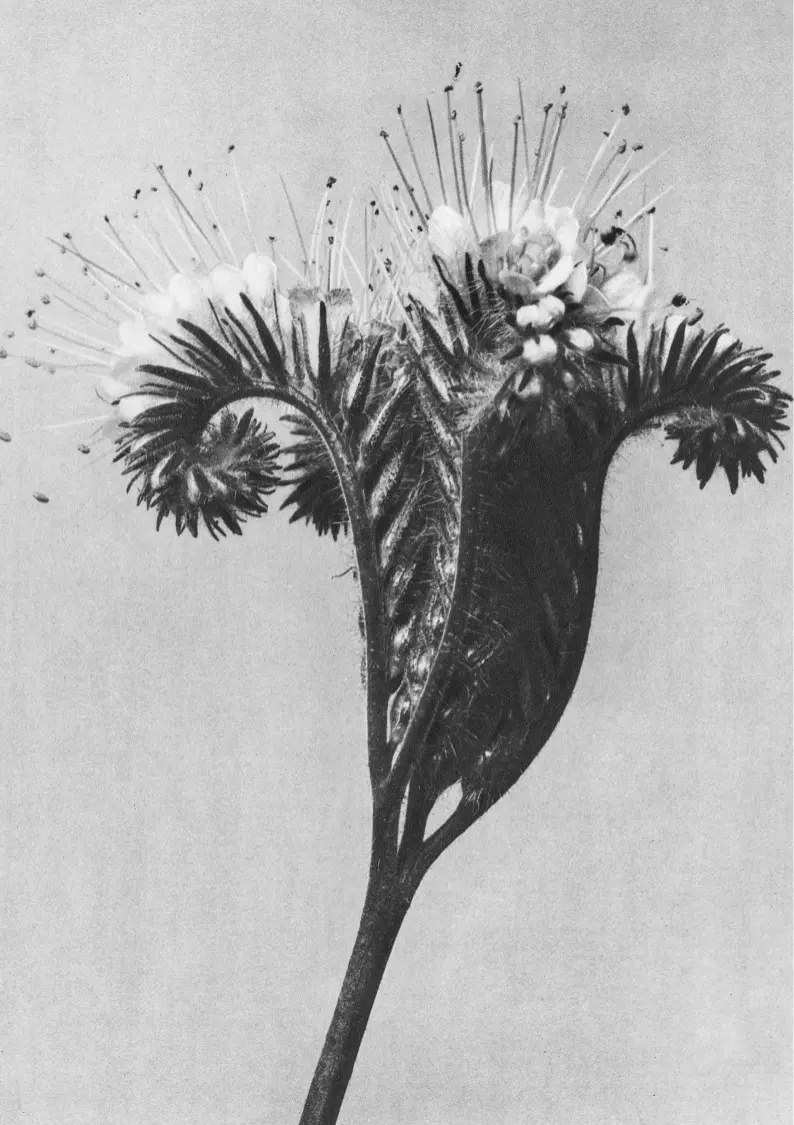 Fotografie alb-negru de aproape cu o floare.